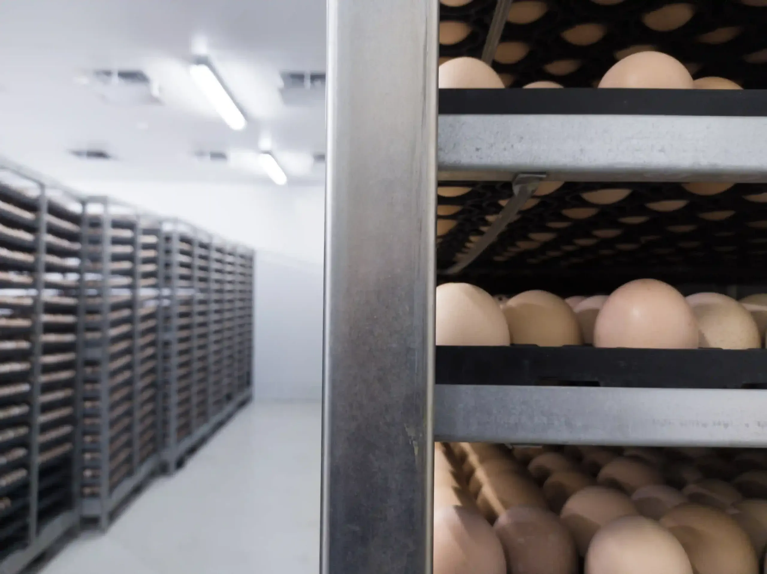 egg storage room