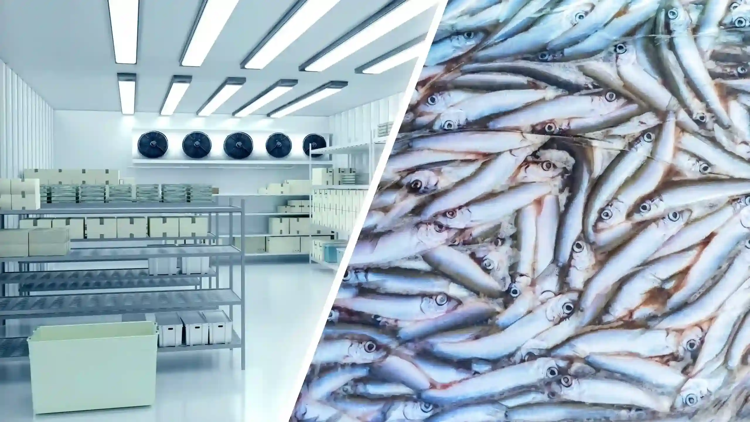 fish cold room made in turkey